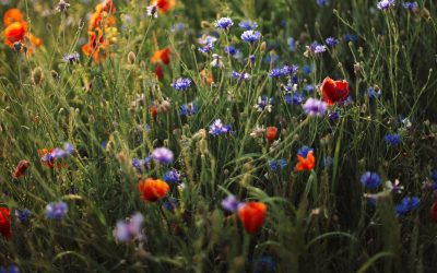 Unsere Artenglück-Patenschaft